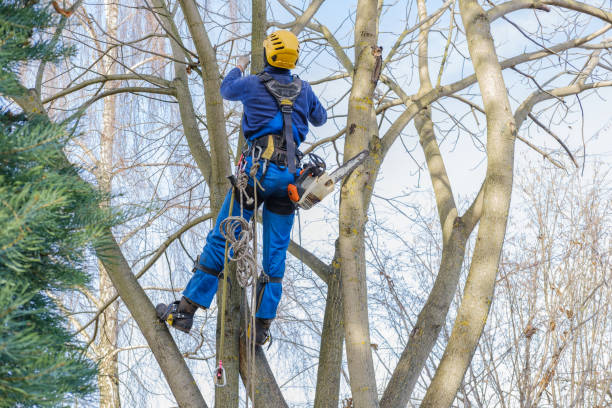 Best Tree Health Inspection  in Farley, KY